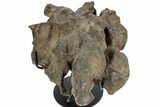 Hadrosaur (Brachylophosaurus?) Sacrum w/ Metal Stand - Montana #227751-3